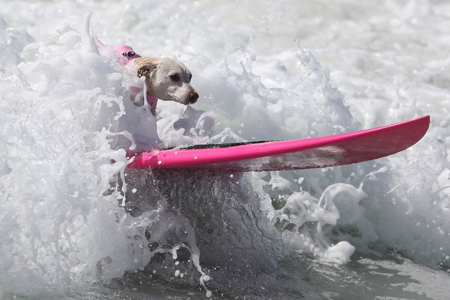 
Một chú chó thể hiện tài năng lướt ván điệu nghệ không kém gì vận động viên chuyên nghiệp. Đó là khu vực dành riêng cho chó tại bờ biển Huntington, California.

